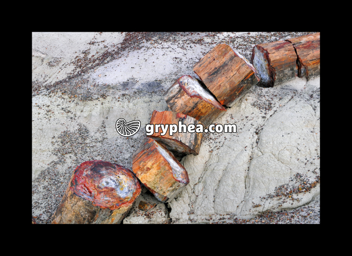 Tronc pétrifié (Petrified forest NP, Arizona, USA) - gryphea.com
